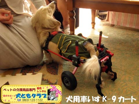 犬用車椅子K9カートミニチュアダックスのアルトくん用2016043004.jpg