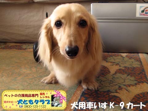 犬用車椅子K9カートミニチュアダックスのアルトくん用2016043005.jpg