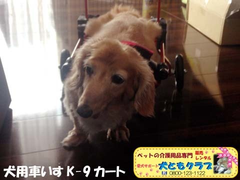 犬用車椅子K9カートミニチュアダックスのチーズくん用2015072901.jpg