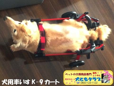 犬用車椅子K9カートミニチュアダックスのチーズくん用2015072902.jpg