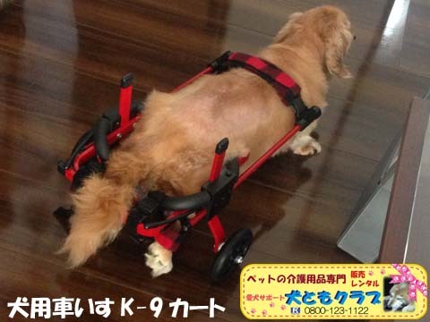 犬用車椅子K9カートミニチュアダックスのチーズくん用2015072903.jpg
