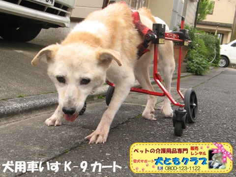 犬用車椅子K9カートミルクちゃん用2016062901.jpg