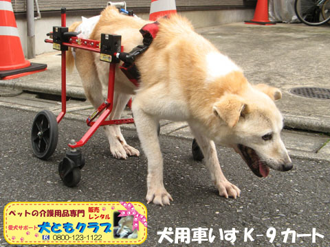犬用車椅子K9カートミルクちゃん用2016062902.jpg