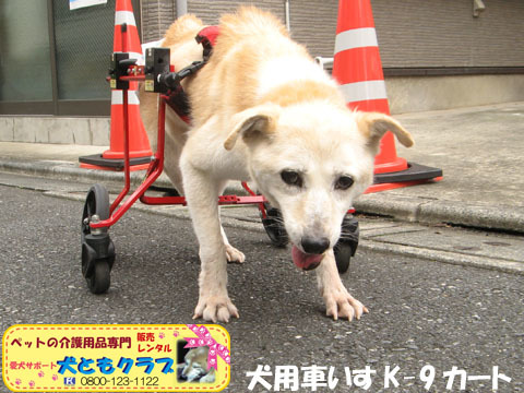 犬用車椅子K9カートミルクちゃん用2016062903.jpg