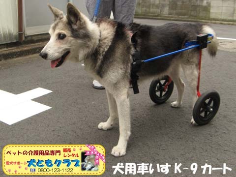 犬用車椅子K9カートモモ太郎くん用2015101001.jpg