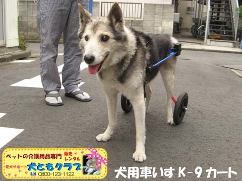犬用車椅子K9カートモモ太郎くん用2015101002.jpg