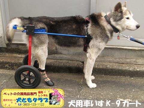 犬用車椅子K9カートモモ太郎くん用2015101005.jpg