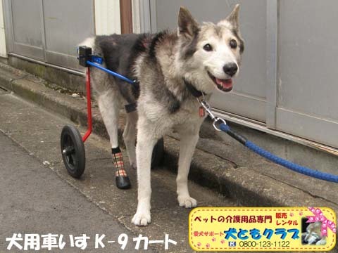 犬用車椅子K9カートモモ太郎くん用2015101006.jpg