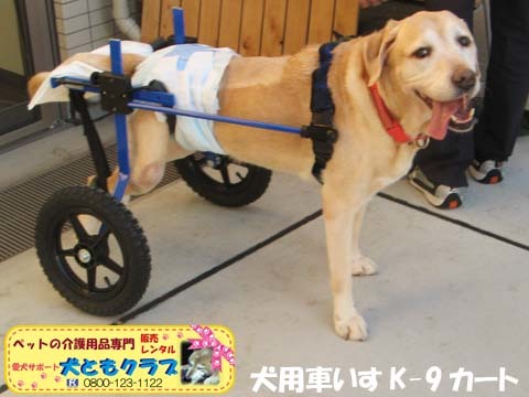 犬用車椅子k9カート ラブラドールレトリバーのプルートくん用２ 犬 ラブラドールレトリバー 犬ともクラブ