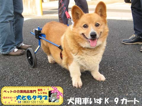 犬用車椅子K9カート千葉県のコーギーくん2015093001.jpg