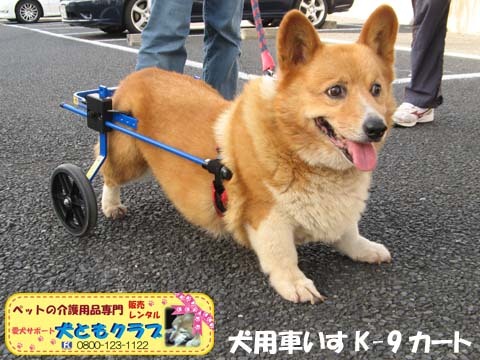 犬用車椅子K9カート千葉県のコーギーくん2015093002.jpg