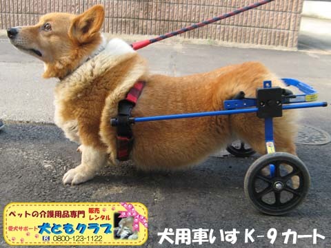 犬用車椅子K9カート千葉県のコーギーくん2015093004.jpg