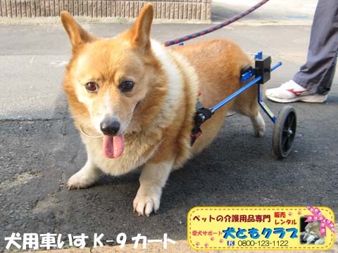 犬用車椅子K9カート千葉県のコーギーくん2015093005.jpg