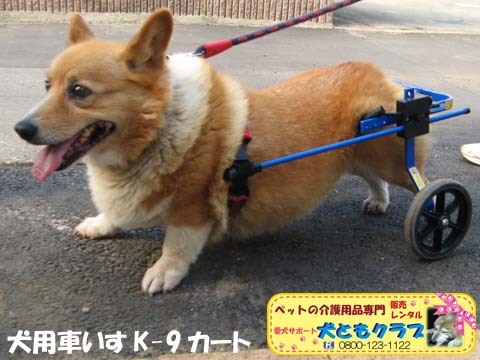 犬用車椅子K9カート千葉県のコーギーくん2015093006.jpg