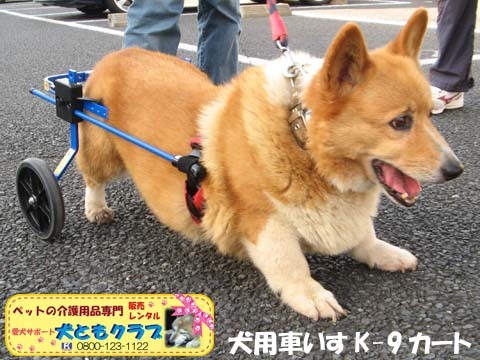 犬用車椅子K9カート千葉県のコーギーくん2015093008.jpg