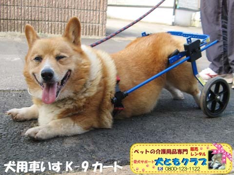 犬用車椅子K9カート千葉県のコーギーくん2015093009.jpg