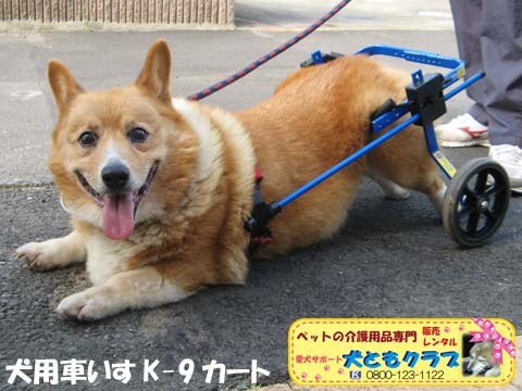犬用車椅子K9カート千葉県のコーギーくん2015093010.jpg