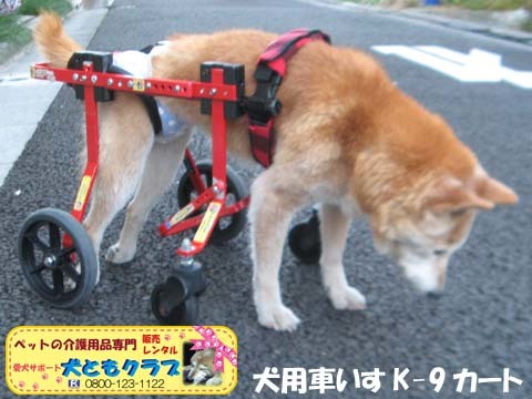 犬用車椅子K9カート柴犬のさくらちゃん用2019120602.jpg