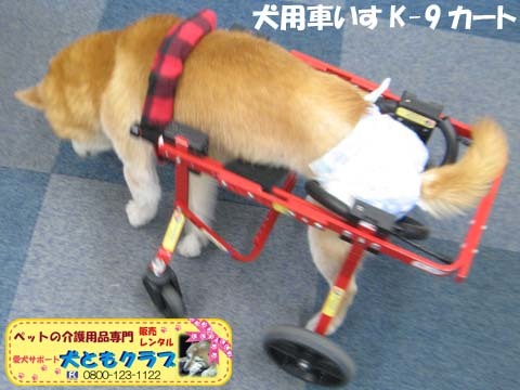 犬用車椅子K9カート柴犬のさくらちゃん用2019120603.jpg