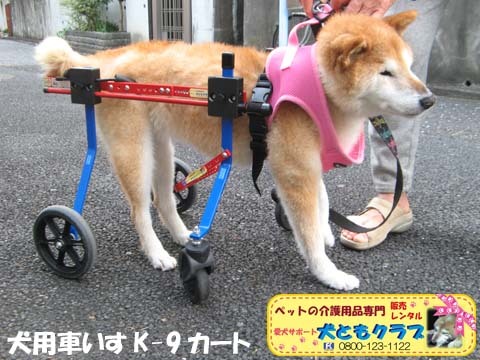 犬用車いすk9カート 柴犬のチャチャちゃん 犬 柴犬 犬ともクラブ