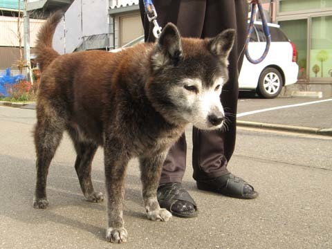 甲斐犬モモくん2014122402.jpg
