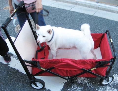 白柴陸くん大型犬用ペットバギー試乗2013101603.jpg