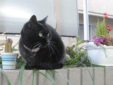 黒猫クー2013012802.jpg